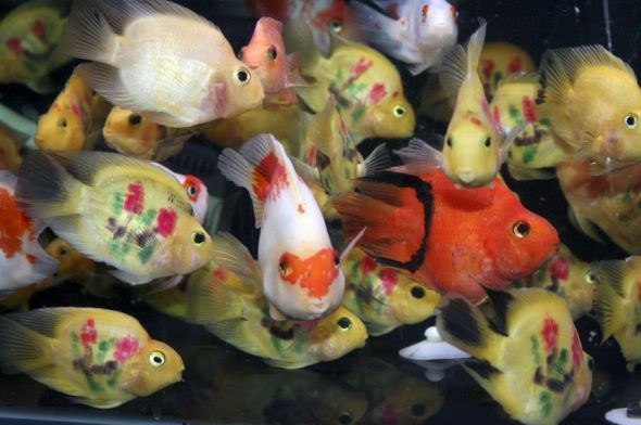 Peces Loros tatuados