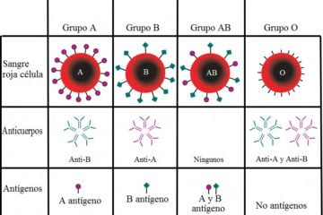 grupo sangre