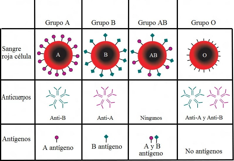 grupo sangre