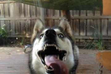 perro ventana 1