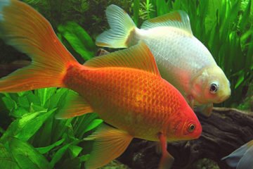 peces