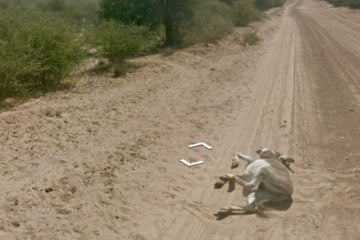 burro google