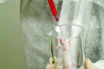 raton laboratorio