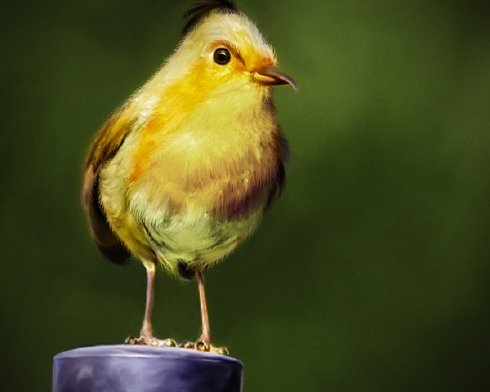 angry birds descargar