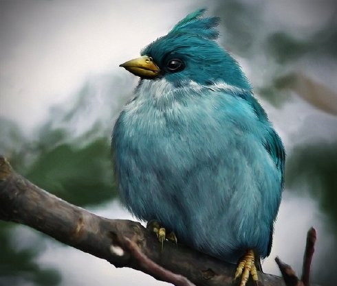 angry birds descargar